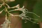 Bottlebrush buckeye